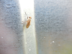 Pherbellia cinerella