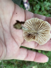 Pluteus longistriatus