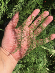 Asparagus officinalis