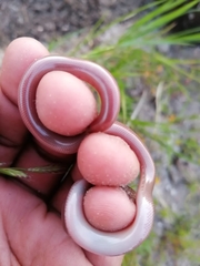 Rhinotyphlops lalandei