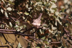 Curruca iberiae
