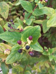 Hypericum androsaemum