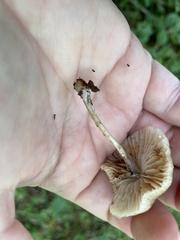 Pluteus longistriatus