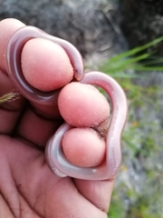 Rhinotyphlops lalandei