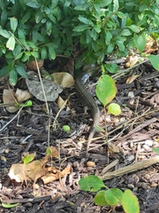 Plestiodon obsoletus