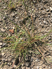 Sporobolus vaginiflorus