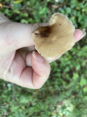 Pluteus longistriatus