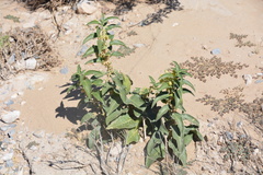 Asclepias nyctaginifolia