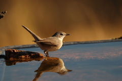 Curruca iberiae