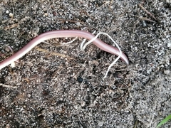 Rhinotyphlops lalandei