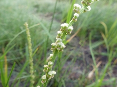 Triglochin maritima