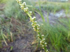 Triglochin maritima