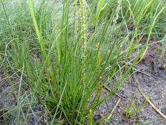 Triglochin maritima