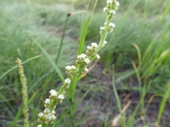 Triglochin maritima