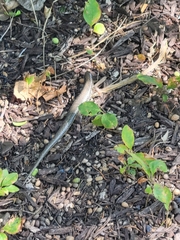 Plestiodon obsoletus