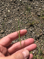 Sporobolus vaginiflorus