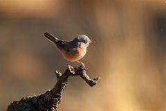 Curruca iberiae