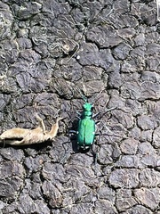Cicindela sexguttata