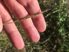 Sporobolus vaginiflorus