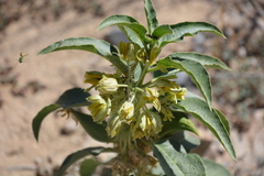 Asclepias nyctaginifolia