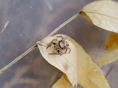 Habronattus klauseri