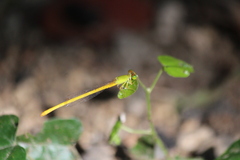 Ceriagrion coromandelianum