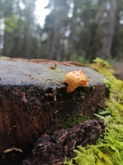 Pholiota