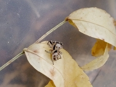 Habronattus klauseri