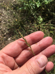 Sporobolus vaginiflorus