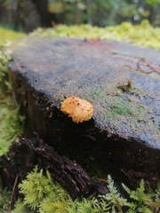 Pholiota