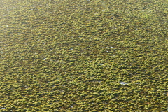 Salvinia molesta