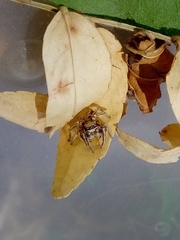 Habronattus klauseri