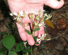 Eurybia schreberi
