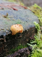 Pholiota