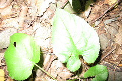 Eurybia schreberi