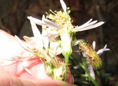 Eurybia schreberi