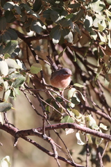 Curruca iberiae