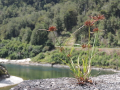 Cyperus congestus