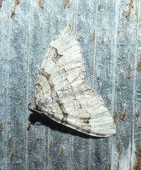 Xanthorhoe