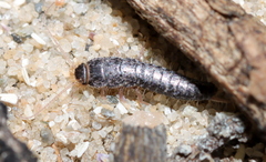 Lepismatidae