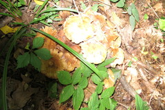Desarmillaria caespitosa