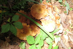 Desarmillaria caespitosa