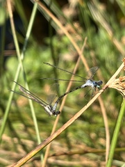 Lestes disjunctus