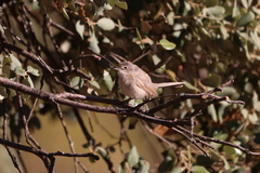 Curruca iberiae