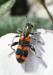 Trichodes leucopsideus
