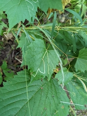 Phyllocnistis vitifoliella