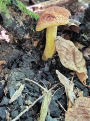 Hemileccinum