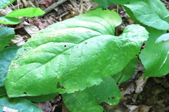 Eurybia schreberi