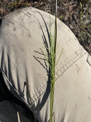 Coleataenia rigidula