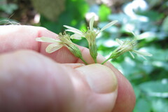 Eurybia schreberi